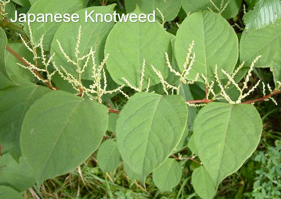 Japanese knotweed w text 2