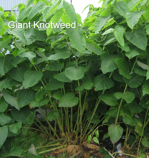 Giant knotweed w text arial